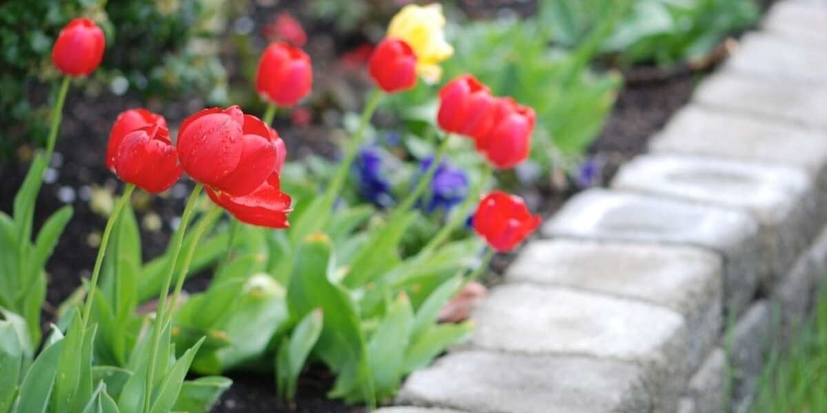 Multicolored tulips in a landscaped garden